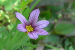 P1220262　豊かな感情（花言葉）