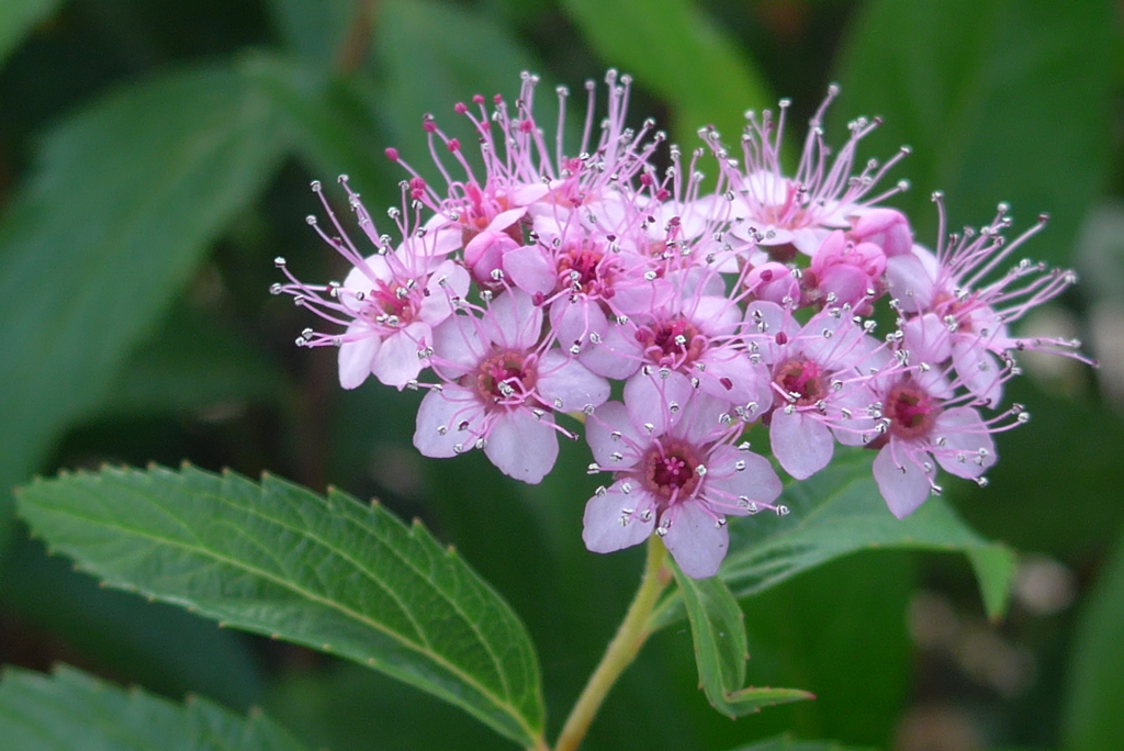 P1160028　シモツケソウ