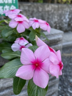 IMG_0248　ニチニチソウ