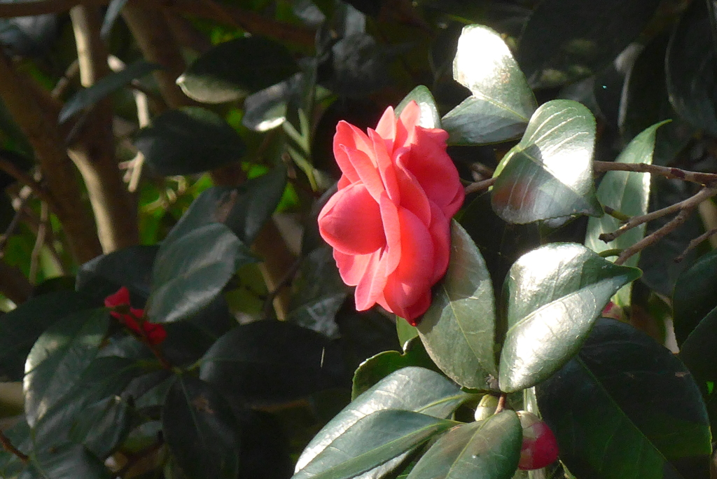 P1260329　ひとりぼっち