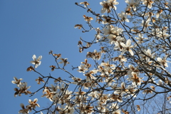 P1000949　コブシ
