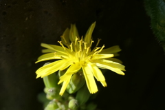 P1000942　野の花