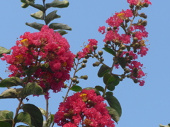 P1170381　サルスベリ