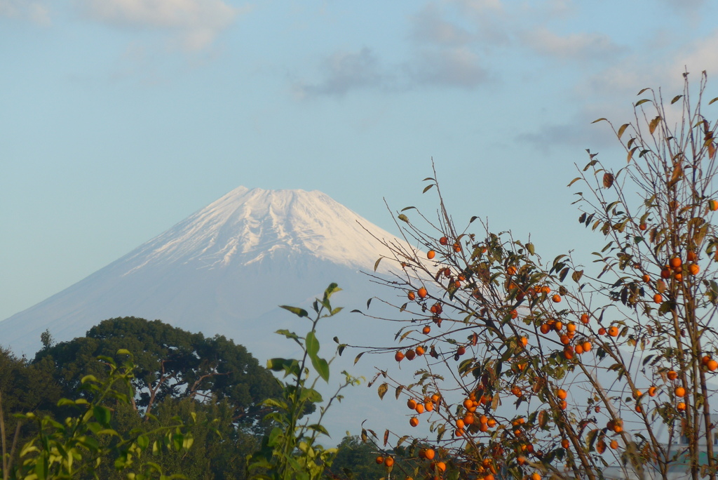 P1250198　10月21日 柿と富士山