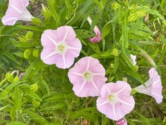 IMG_0198　昼顔