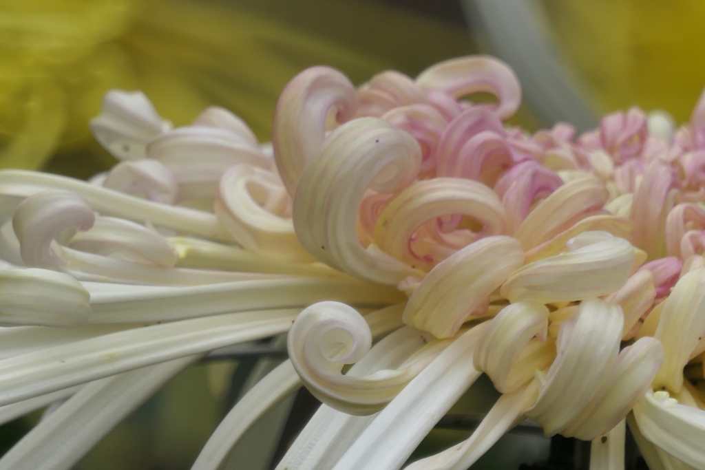 P1069480　菊