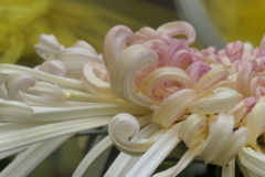 P1069480　菊