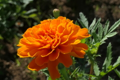 P1012673　マリーゴールド