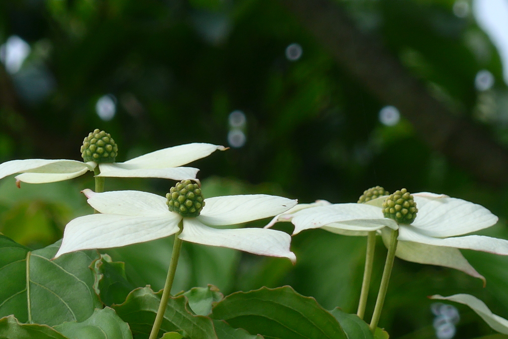 P1300337　ヤマボウシ