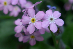 P1260587　忘れな草