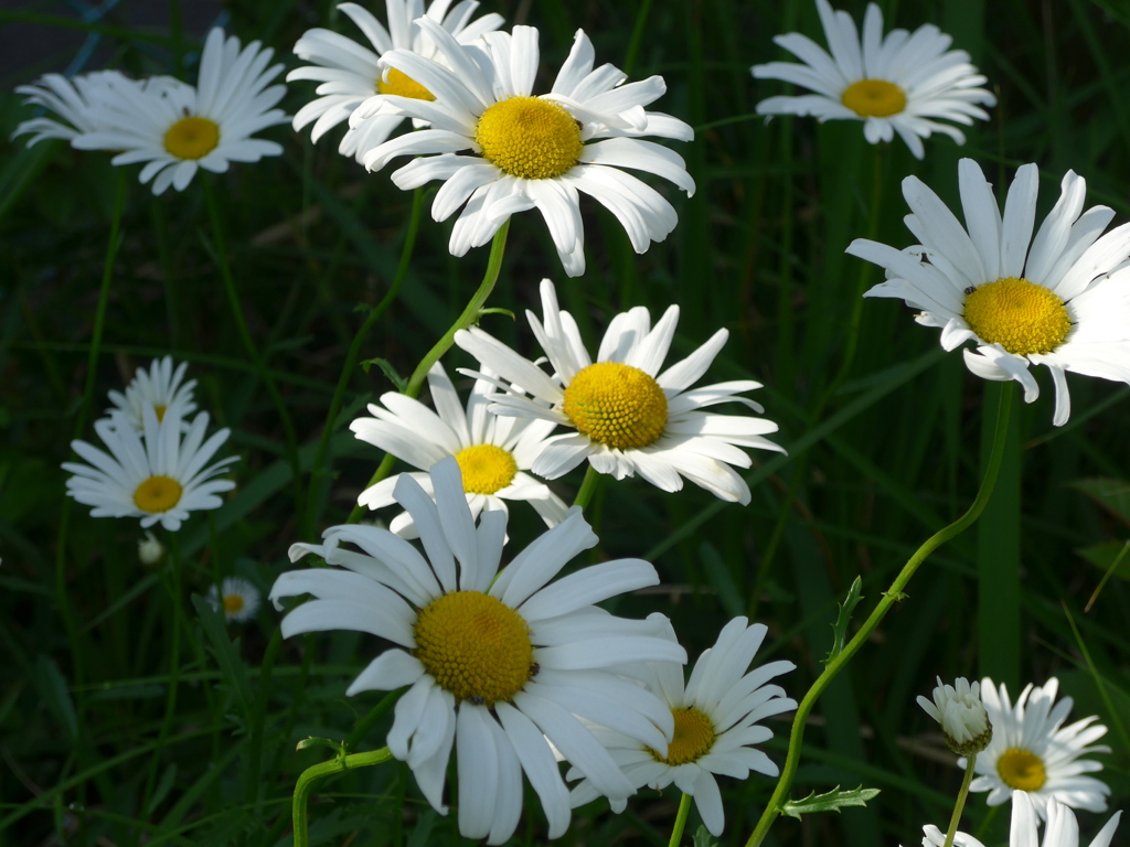 P1090335　フランスギク