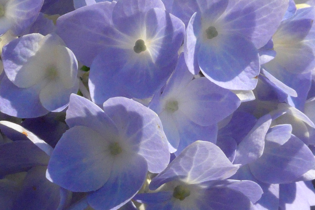 P1220982　さわやかブルー