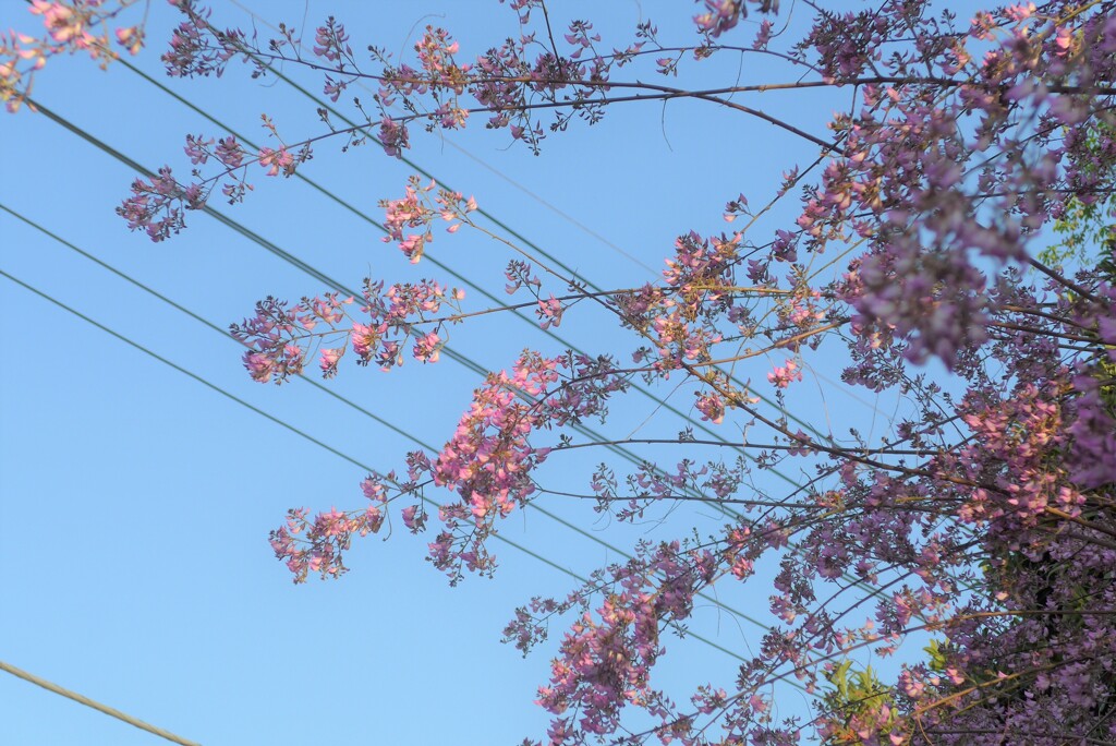 P1320442 (2)　ウンナンハギ