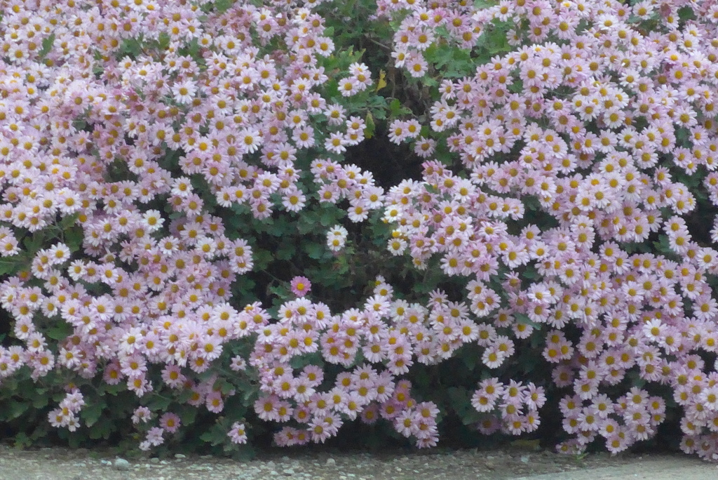 P1250652　密