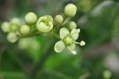 P1046010　小さい小さい花