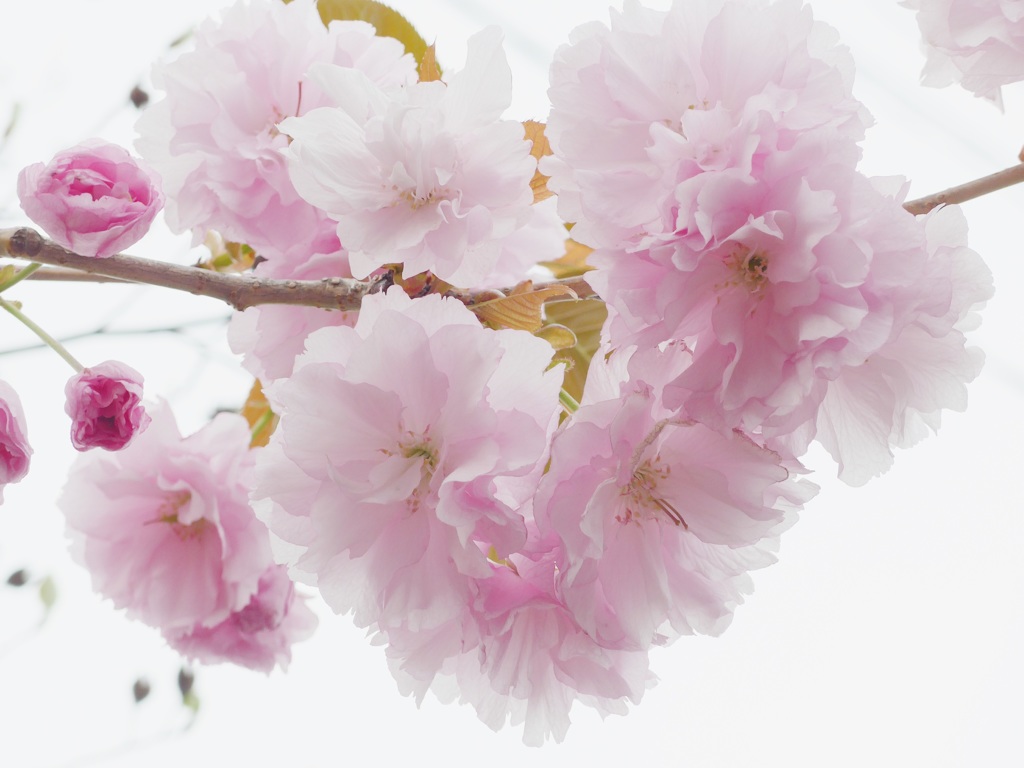 P1080486　八重さん ♪