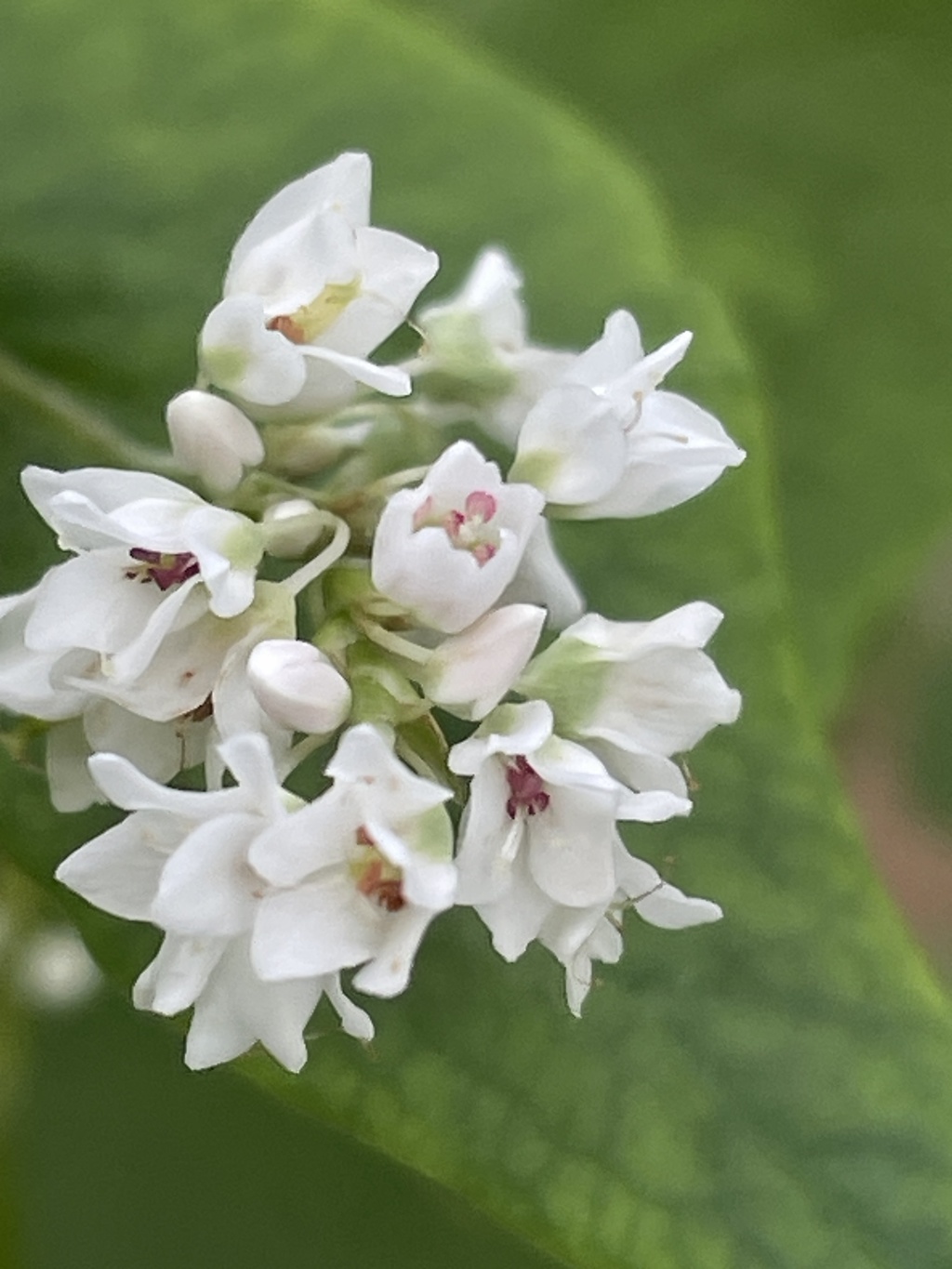 IMG_0265　ソバの花