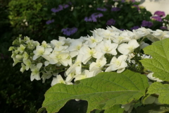 P1012064　柏葉紫陽花