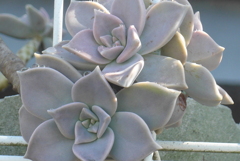 P1230762　薔薇のブローチ