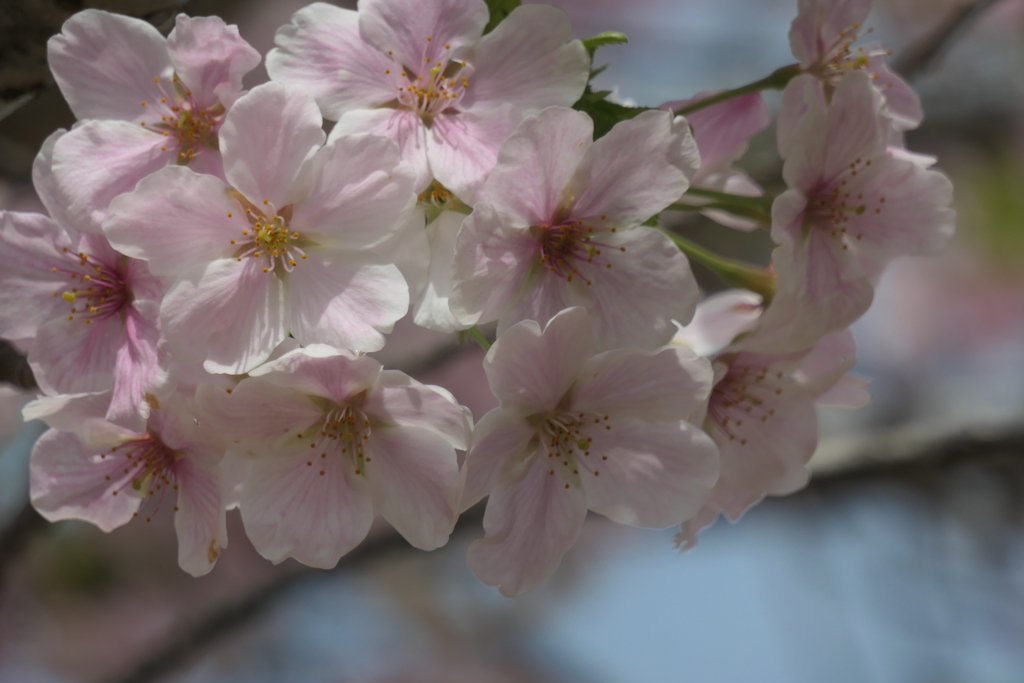 P1057949　大島桜