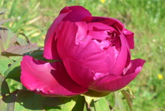 P1210969　恥じらい（花言葉）