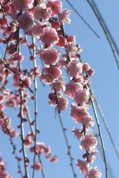 P1370483　しだれ梅