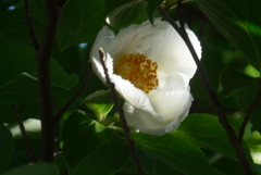 P1380760　木漏れ日に