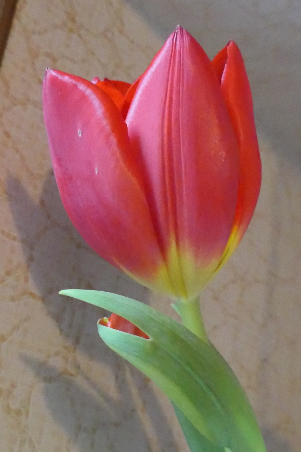P1023342　切花・チューリップ