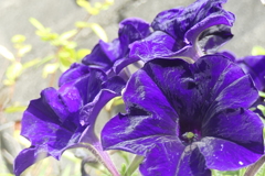 P1022770　ペチュニア