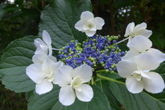 P1100190　あじさい