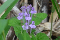 P1300069　ひっそりと