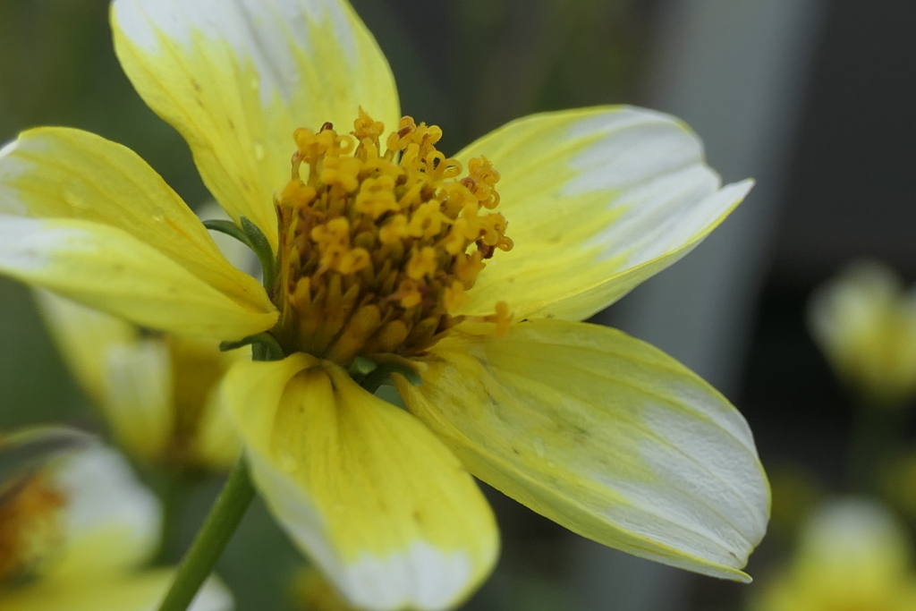 P1080873　ウインターコスモス