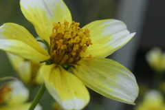 P1080873　ウインターコスモス