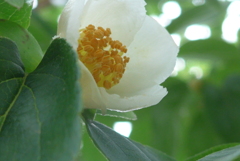 P1100084　ヒメシャラ