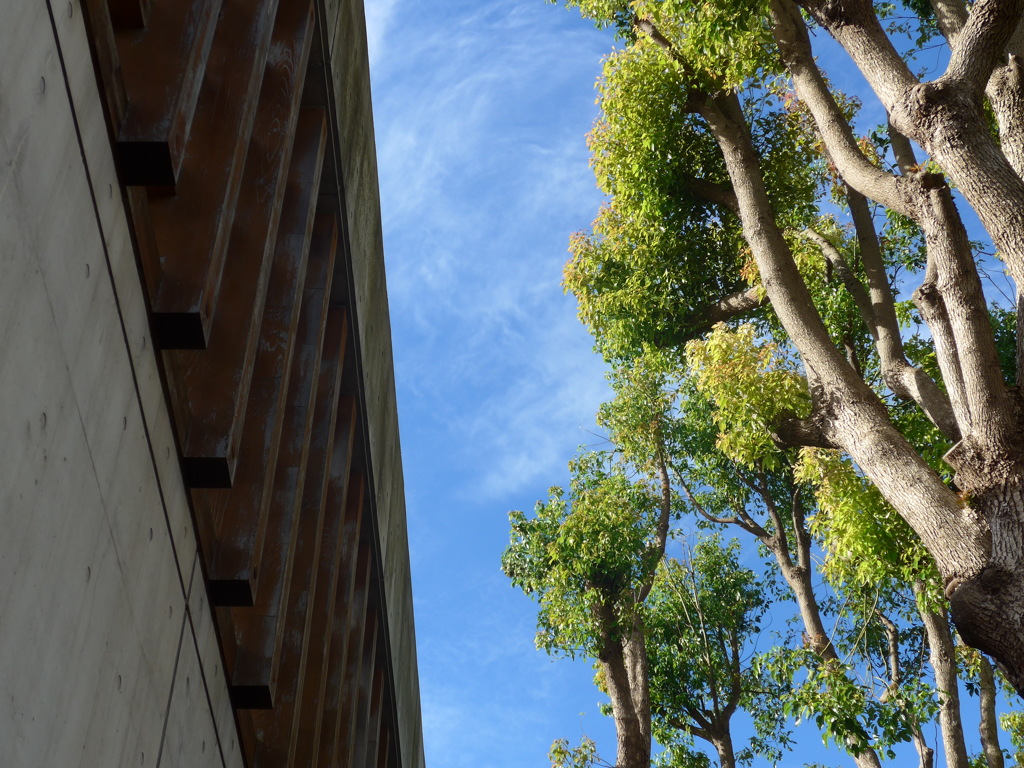 P1160539　見上げたら