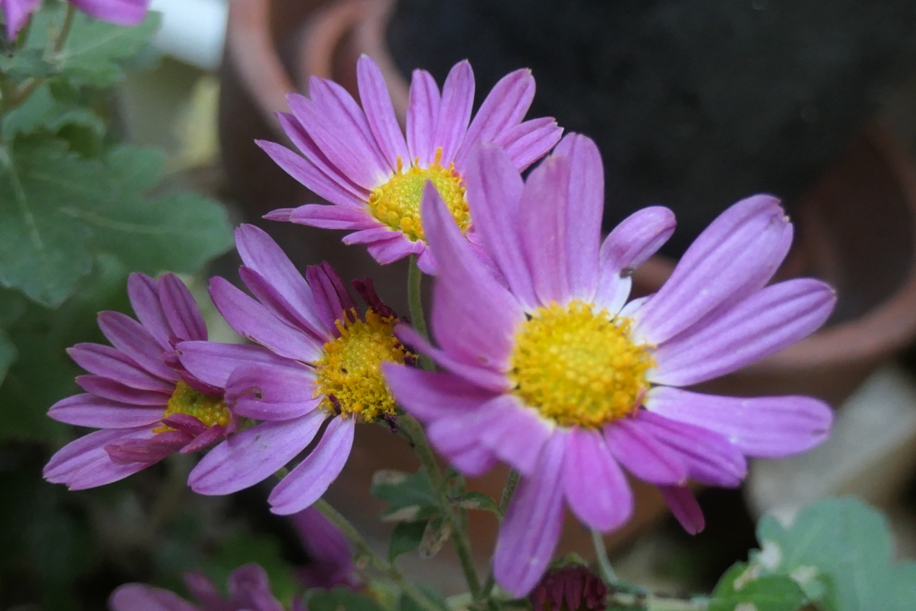 P1080988　小菊さん