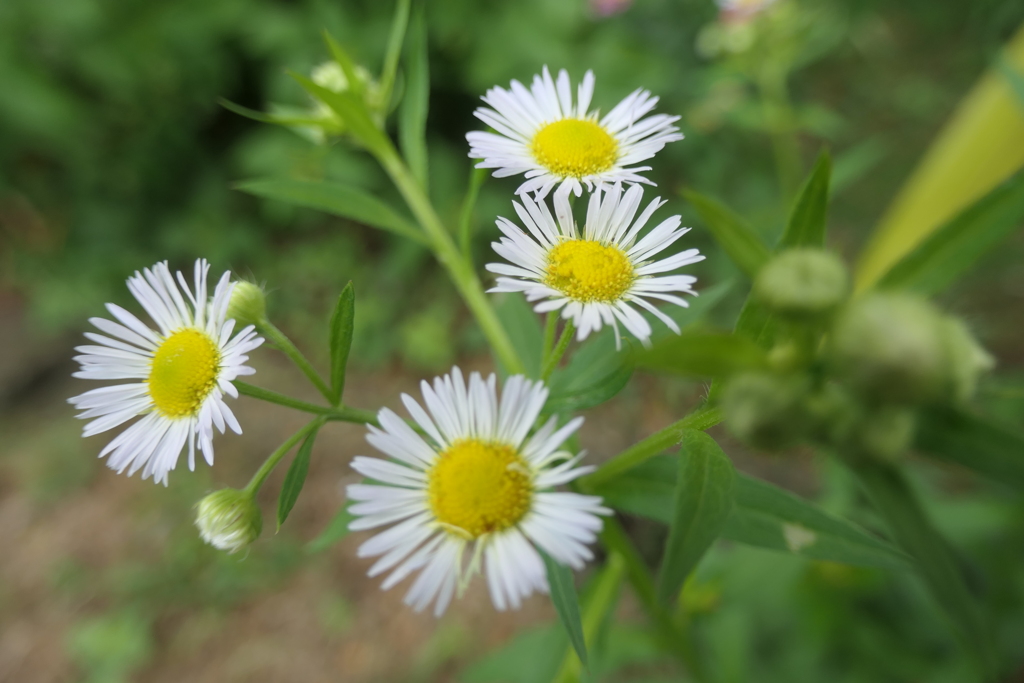 P1080878　ヒメジョオン