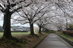 桜咲く公園