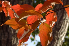 P1280946　いつもの公園で・紅葉