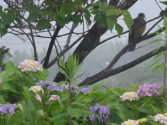 P1090996　雨の中で…