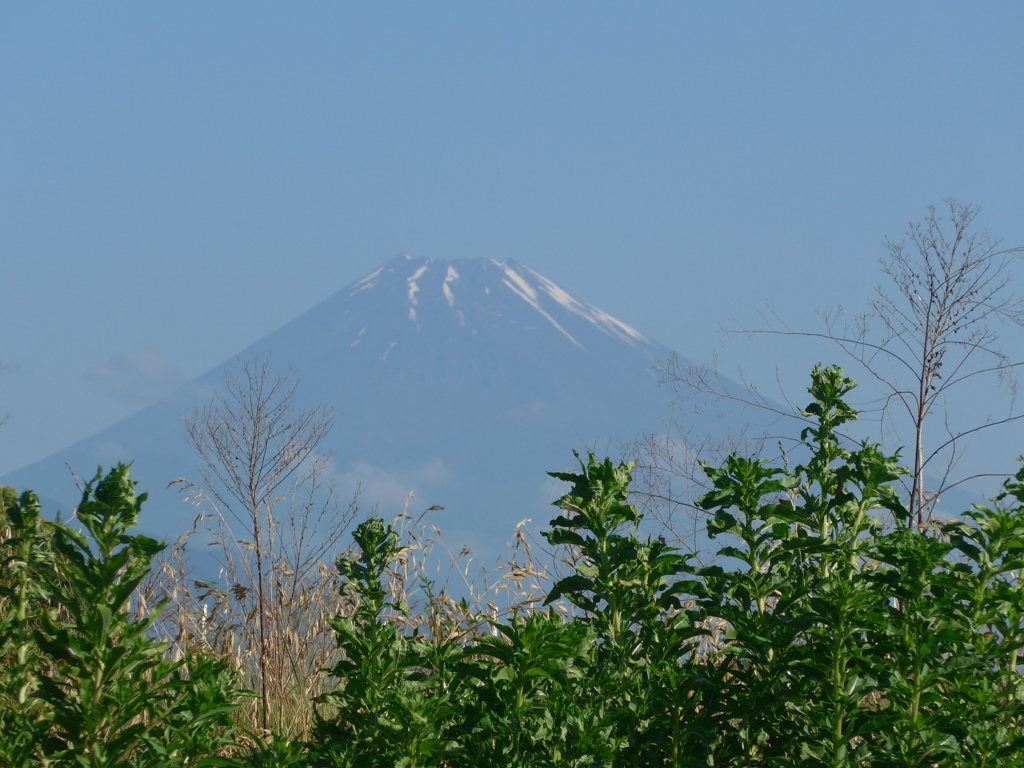 P1090937　ツキミソウはまだ咲いてない