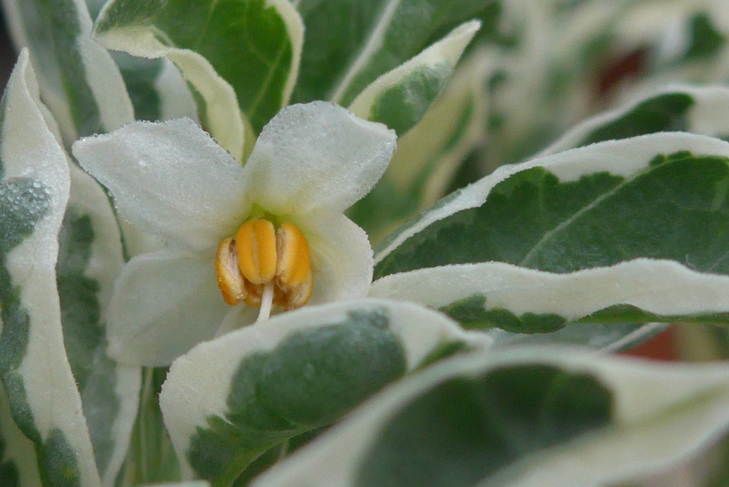 P1090764　サマーサンゴ