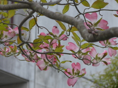 P1080471　ハナミズキ ♪