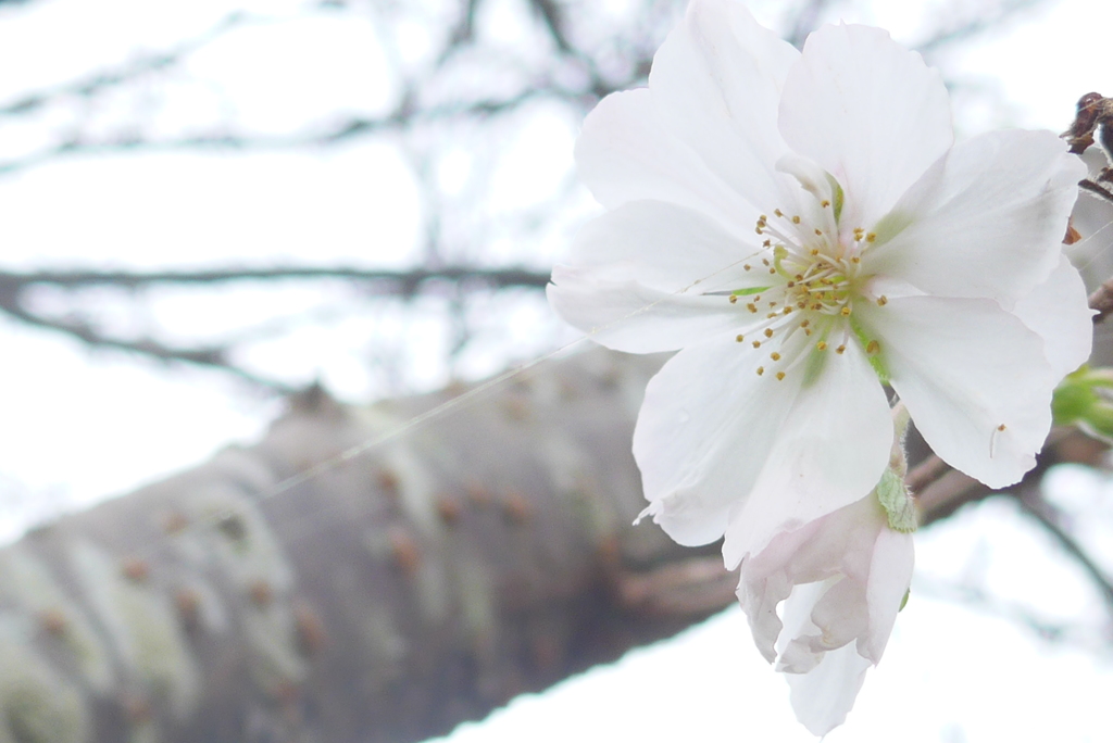 P1110927　十月桜