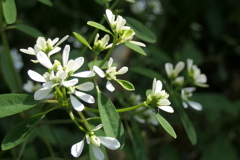 P1057147　横浜イングリッシュガーデンにて