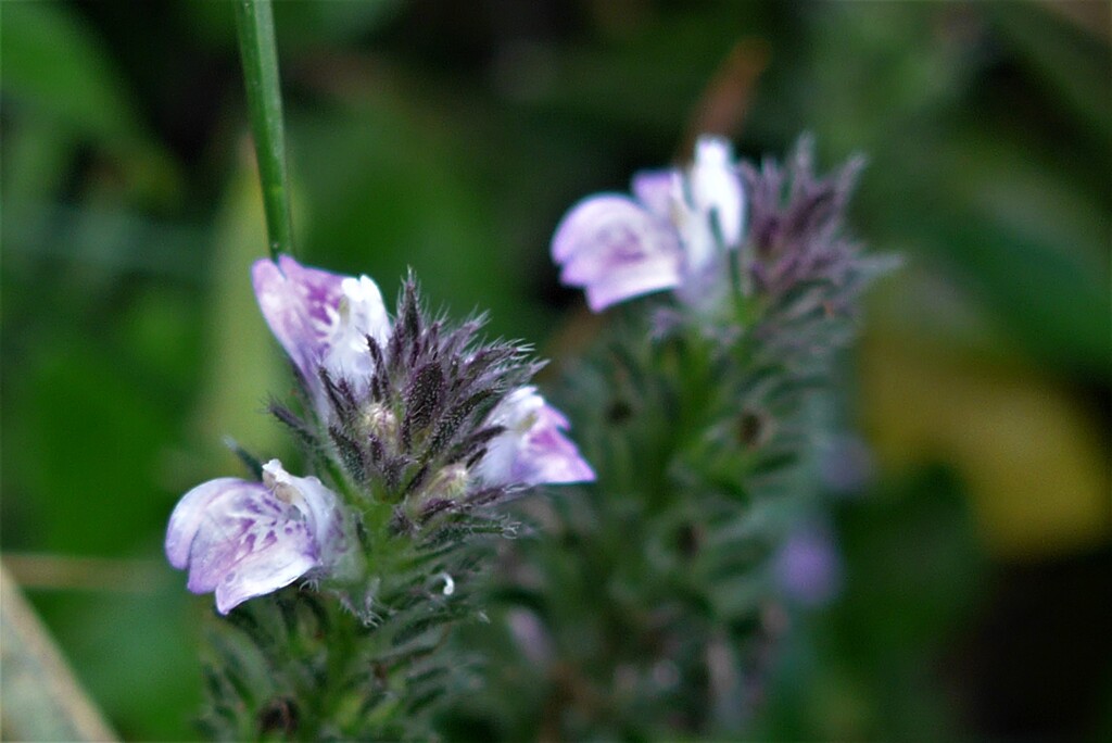 P1250583 (2)　野の花