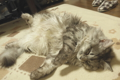 P1080398　ねむりねこ