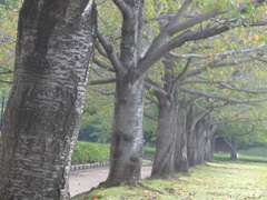 公園