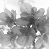 P1320044 (2)　冬の桜