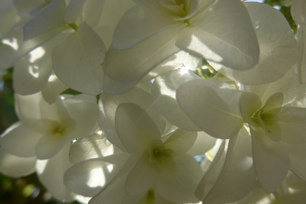 P1090852　透かして